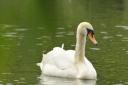 The poorly female swan