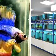 Premier Aquatics will fill 300 tanks with the exotic breed of tropical fish