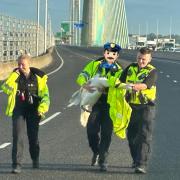 Police rescuing the swan