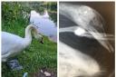 The swan killed on the River Weaver in Winsford (RSPCA)
