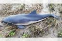 Birdwatcher’s sadness after finding dead porpoise along Mersey