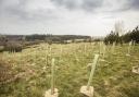 Tree planting has begun across the borough of Halton