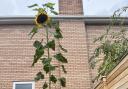 George Sparks from Widnes grew the enormous sunflower from seed in a 'special mix' of soil.