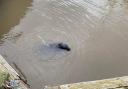 Seal spotted paying a visit to Spike Island in Widnes