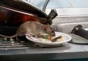Almost 7,000 rat infestations were reported in Halton between 2020 and 2022