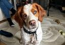 Brian, a three-year-old Brittany, was treated by vets in Runcorn