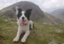 Skye the border collie needed specialist medical help
