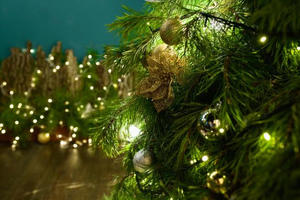 Runcorn and Widnes World: Buy your Christmas tree online (Canva)