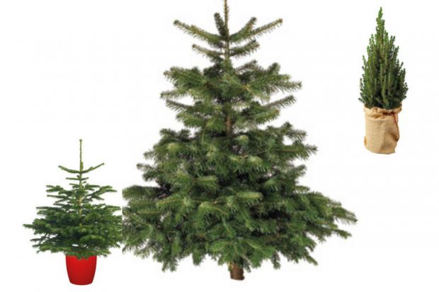 Runcorn and Widnes World: Lidl is offering indoor and outdoor Christmas trees (Lidl)