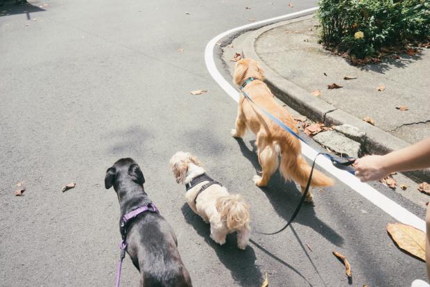 Runcorn and Widnes World: Dog walking can earn up to £430 per month. (Canva)