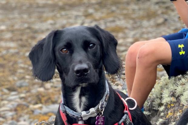 Worry for Runcorn vet after own pet dog pierced eye in woods