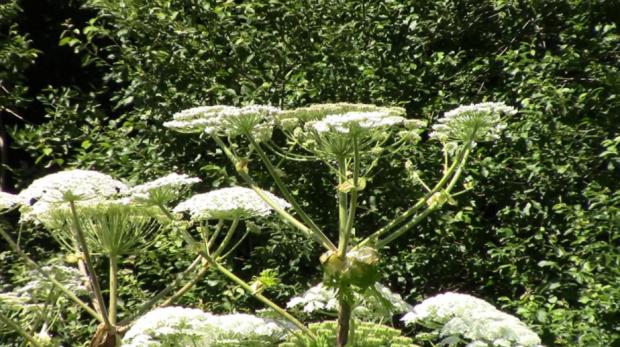 Runcorn and Widnes World: Giant Hogweed or Cow Parsley. (SWNS)