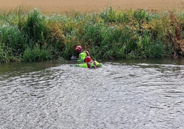 Runcorn and Widnes World: Firefighters wearing special wet suits rescue a sheep from the Bridgewater Canal on Red Brow Lane