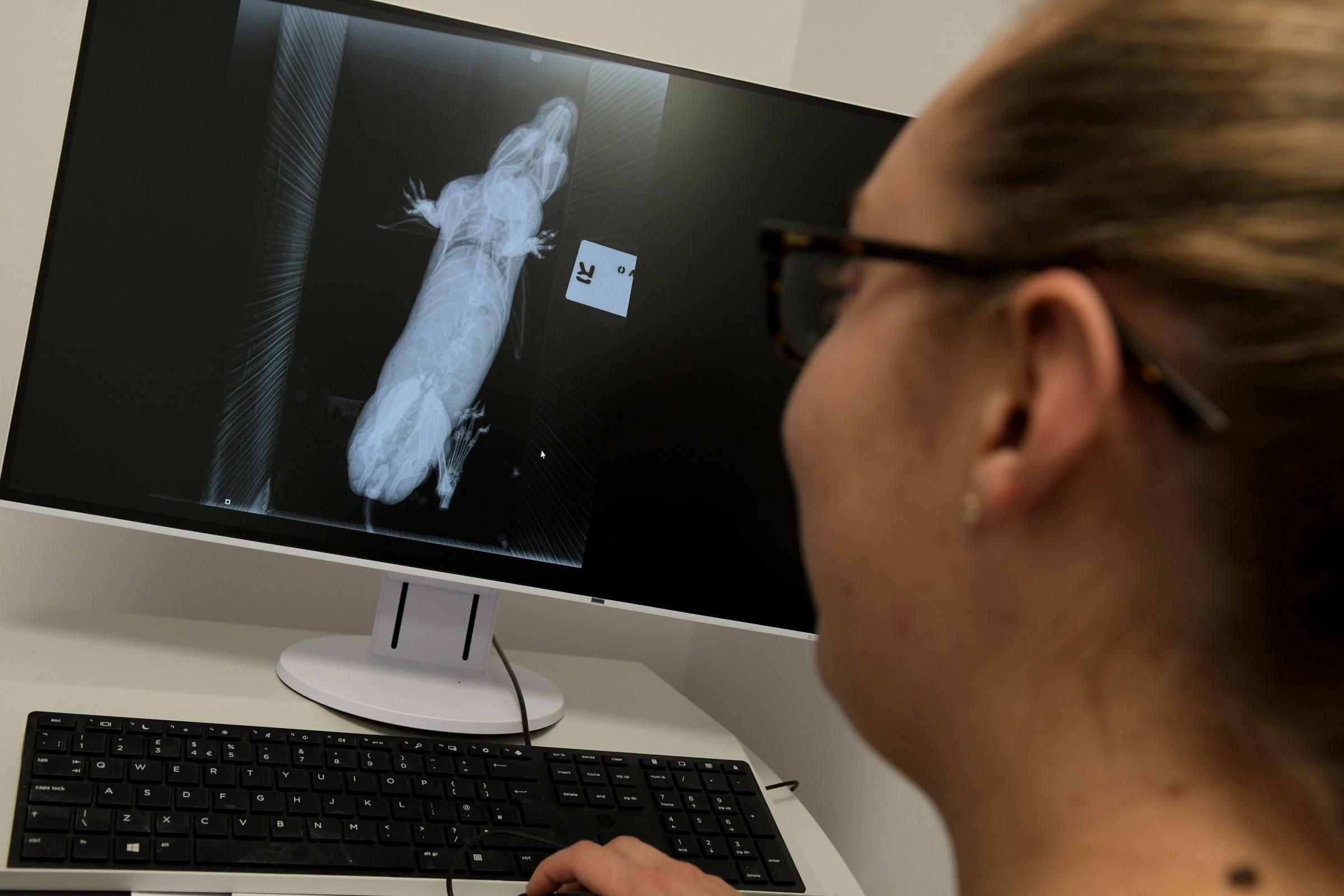 An X-Ray being analysed