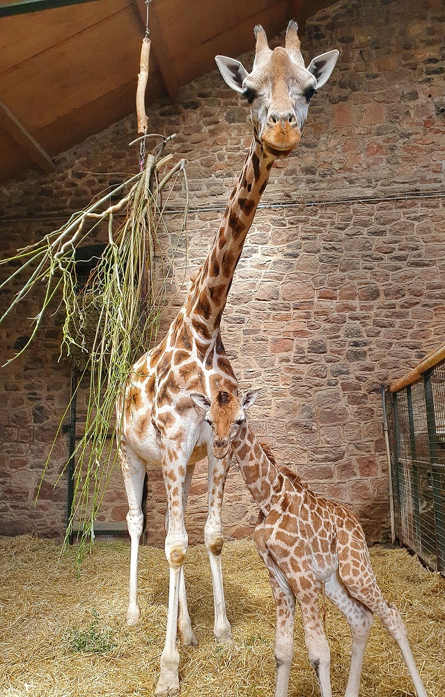 The first pictures of giraffe calf Stanley and proud mum Orla - captured by zookeeper Caroline Wright.