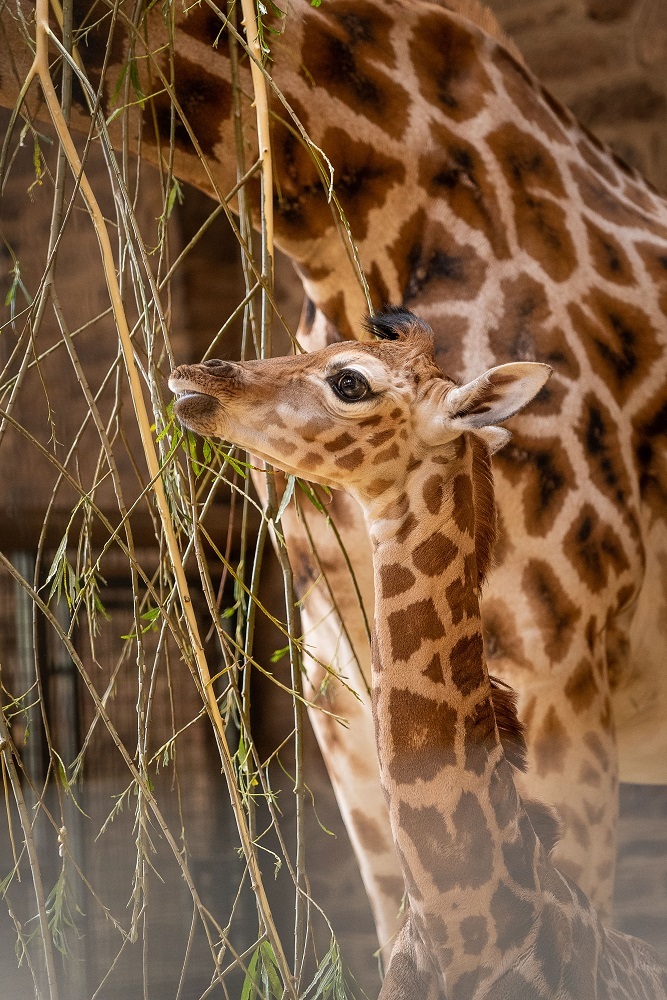Giraffe calf Stanley has taken his first trip outdoors at Chester Zoo.