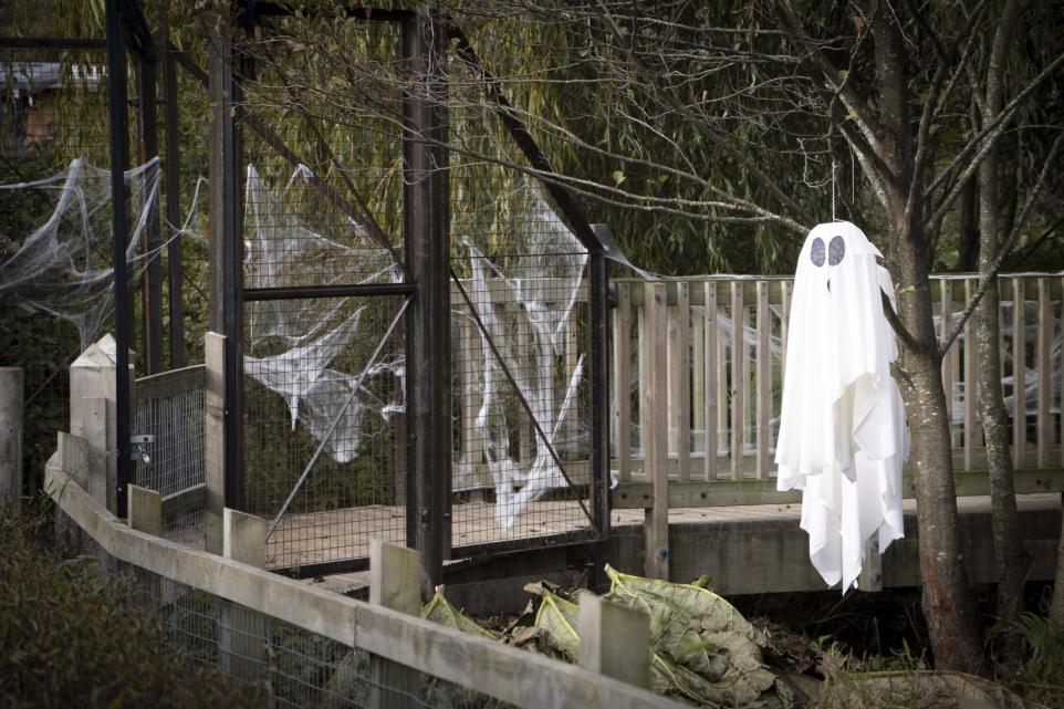Ghoulish goings on at Knowsley Safari (Image Knowsley Safari)