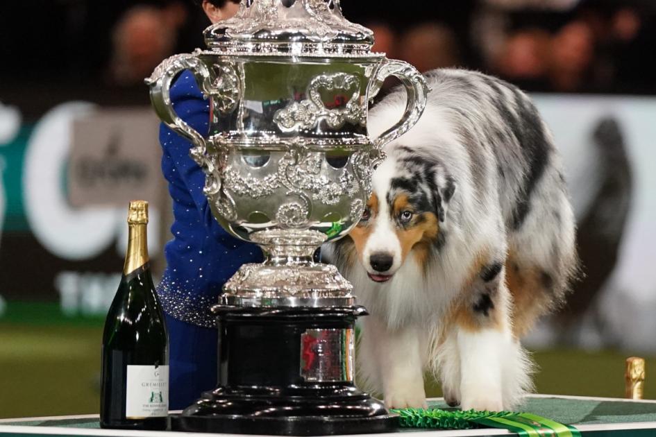 Australian shepherd named Viking crowned best in show at Crufts
