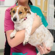 Cheese-loving Skylar, who is an eye-watering 11.5kg, is more than double the ideal weight. Credit: Shaun Fellows/PDSA/PA Wire.