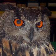 An owl in Runcorn