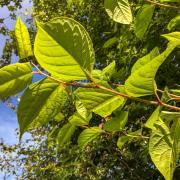 Map shows Halton as hotspot for invasive Japanese knotweed plant