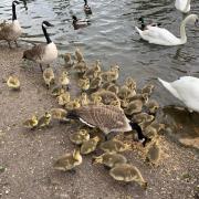 Swans and cygnets at Winsford Marina
