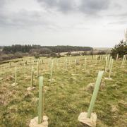 Tree planting has begun across the borough of Halton