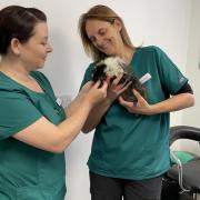 Head veterinary nurse Gemma Scott and clinic director Dr Rachel Dean from Burford Lane Vets with Panda the guinea pig