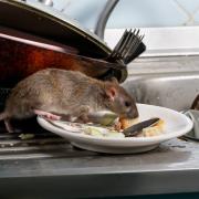 Almost 7,000 rat infestations were reported in Halton between 2020 and 2022