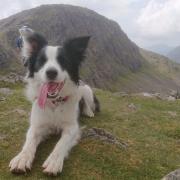 Skye the border collie needed specialist medical help