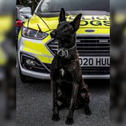 Police dog Toro helped catch a pair of teenage carjackers in Lymm