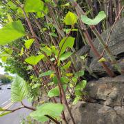 Widnes named as hotspot for destructive Japanese knotweed. Picture: Environet