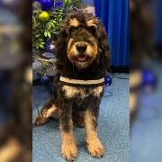 Warrington and Halton Hospitals have welcomed their newest member of the paediatric unit - Otis the therapy dog
