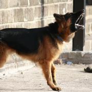 Stock photo of a dog barking. Picture: Pixabay