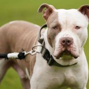 Torus update to tenants about XL bully being made banned breed. Picture: PA