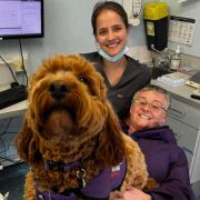 Cooper paid a visit to the dentist with his owner Gill last week