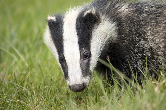 Almost 15,000 badgers have been killed since culls began in 2013