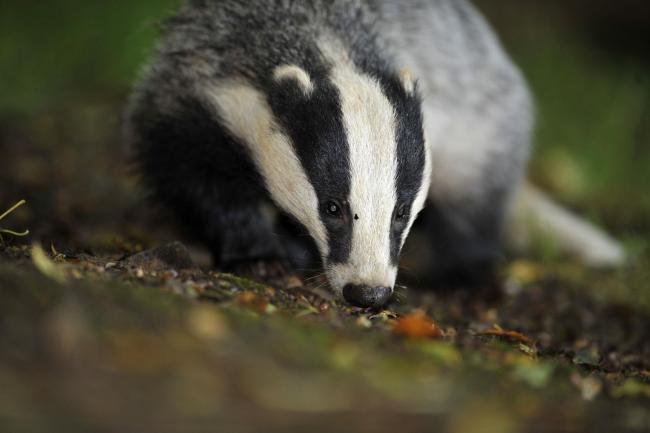 A Badger Photo credit should read: Ben Birchall/PA Wire.